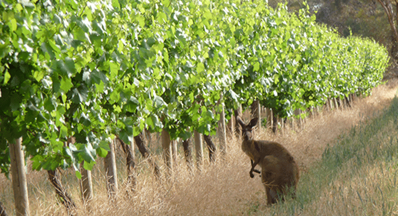 Angas Plains Estate Vineyard